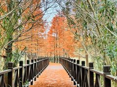 -贡湖湾湿地公园