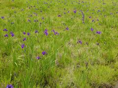 android_upload_pic-腾冲北海湿地