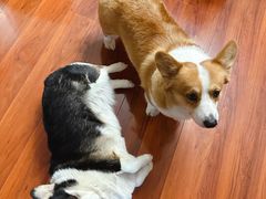 -顺强宠物诊所·狂犬免疫·夜诊·骨科(嘉定店)