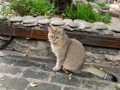 -喵屿·大理花园猫咖