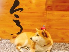 -柴务处·柴犬主题狗咖