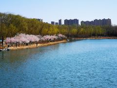 -大兴滨河森林公园