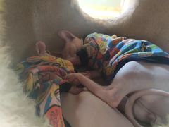 -藏猫猫咖啡主题馆(中央大道店)