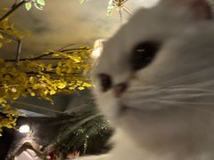 -猫猫幼稚园·撸猫·桌游·电玩