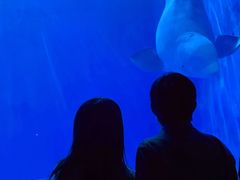 -多彩贵州城极地海洋世界