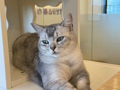 -有喵·猫咖·狗咖·40+猫狗有小奶狗(岗厦店)