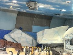 -海合安武汉极地海洋公园