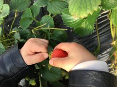 -小鱼草莓采摘园农家乐·小鱼餐厅