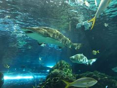 -瑞普利水族馆