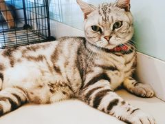 -平行世界·猫咖(首经贸店)