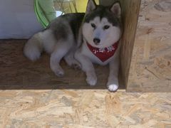 -Husky Go! 哈士奇体验馆·宠物咖啡厅狗咖