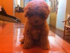 -上海博宽羽毛球馆(双桥路分部)