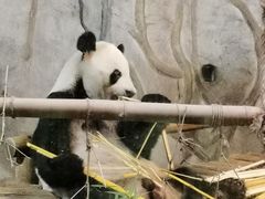-深圳野生动物园