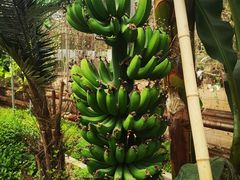 -呀路古热带植物园