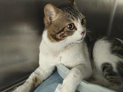 -乐琪宠物医院·犬猫专科·骨外科·急重症