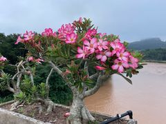 -中国科学院西双版纳热带植物园