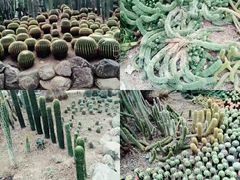 -南山植物园