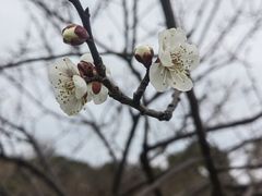 -香雪海