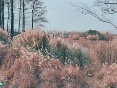 -贡湖湾湿地公园