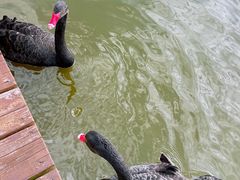 -盐城丹顶鹤湿地生态旅游区