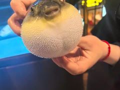 -肆月河豚·淮扬菜·湘菜(华天店)