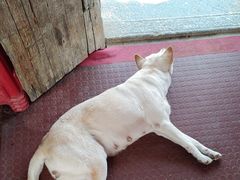 -威邵鸡煲(西华路总店)