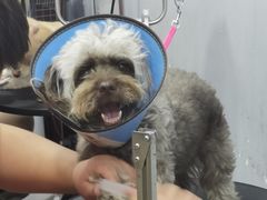 -PETKIT小佩宠物(古北店)