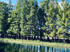 -上海共青森林公园