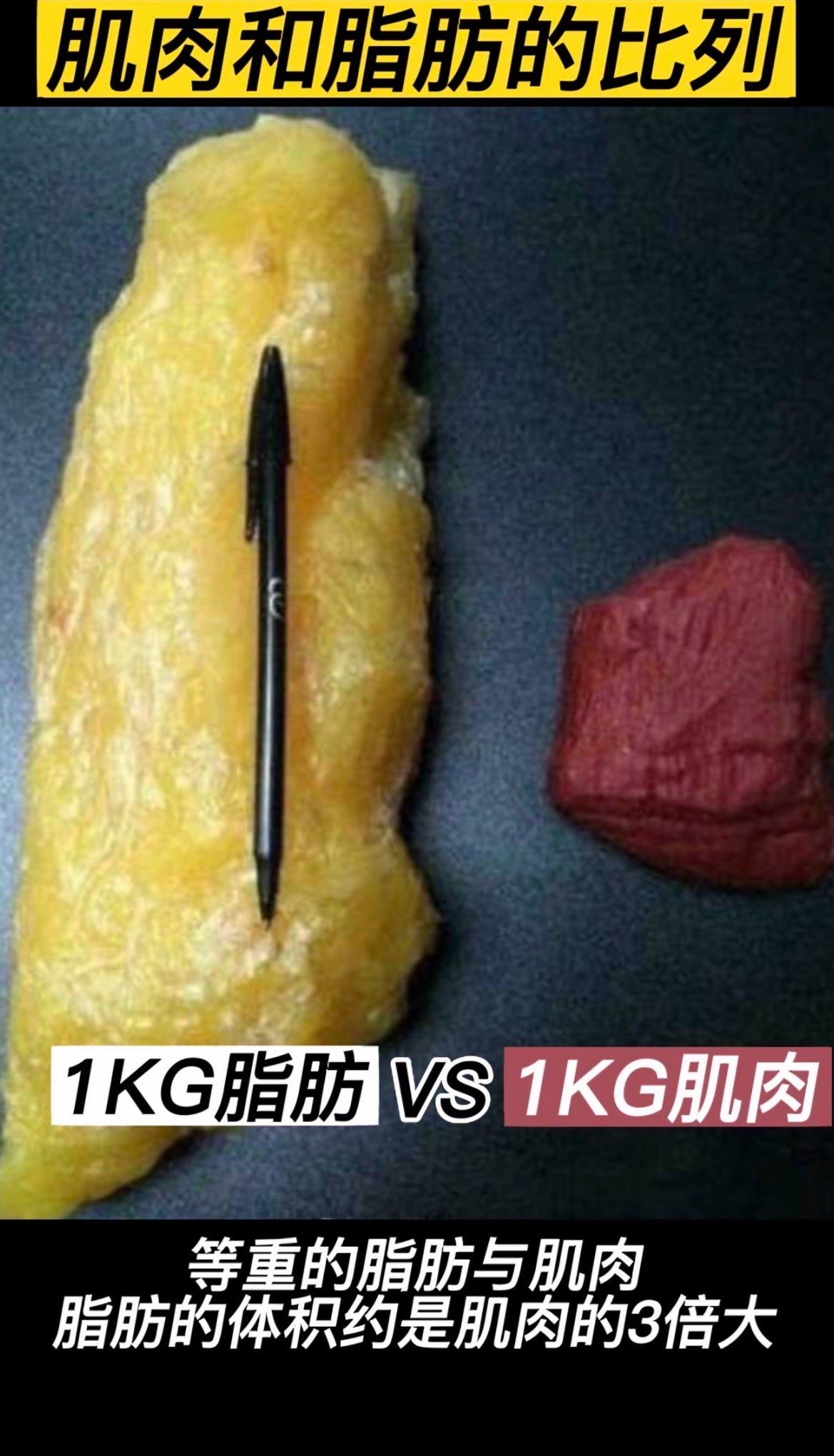 肌肉和脂肪的对比