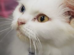 -楼上猫咖(罗湖店)