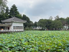 -荔湾湖公园
