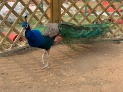 -萌宠亲子动物乐园(槐房万达店)