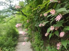 -太平万花山景区