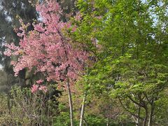 -狐尾山公园