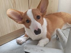 -安安宠医宠物医院·异宠·犬猫内科(岳阳分院)