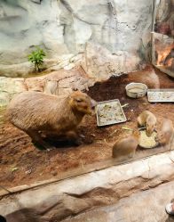 -Zoolung Zoolung动物主题公园(海信广场店)