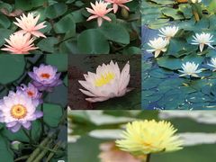 -国家植物园南园