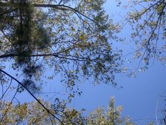 -合肥滨湖国家森林公园