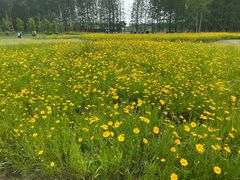 -黄海国家森林公园