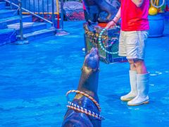 -烟台海昌鲸鲨海洋公园