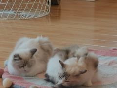-momokira米努特·德文卷毛猫·棉花面纱犬