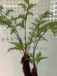 -碧莲盛·脱发养发中心