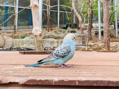 -燕塞湖鸟语林景区