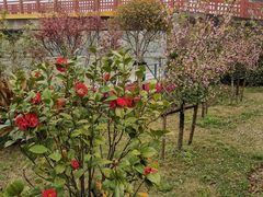 -高东镇樱花园