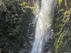 -莫里热带雨林景区