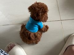 -pd派德宠物中心医院24H急重症·眼科中心·血液透析中心(嵩山北路店)