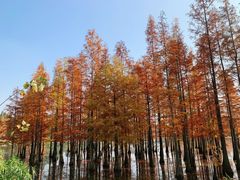 -白鹭湾湿地公园