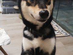 -柴迷FANS CLUB·柴犬狗咖·猫咖