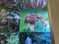 -野菌园·野生菌火锅首创第一家(关兴路总店)