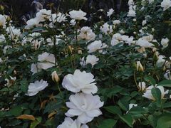 -人民公园(罗湖区)